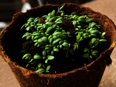  Plant pot with green shoots