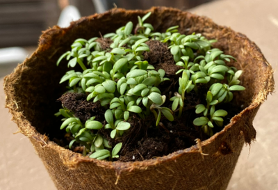 Plant pot with green shoots